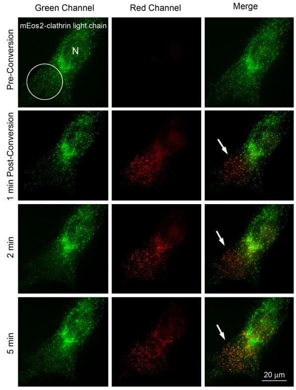 https://cdn.ncbi.nlm.nih.gov/pmc/blobs/0ae3/2838829/baafc5707201/1471-2121-11-15-4.jpg
