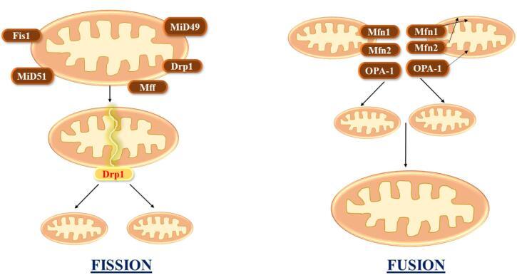 https://cdn.ncbi.nlm.nih.gov/pmc/blobs/0ae5/10997929/0099c19790ab/apb-14-147-g002.jpg