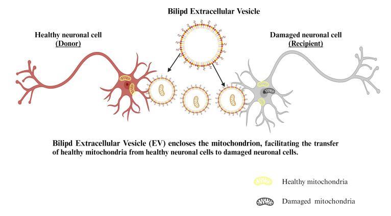 https://cdn.ncbi.nlm.nih.gov/pmc/blobs/0ae5/10997929/0b4068a6351b/apb-14-147-g007.jpg