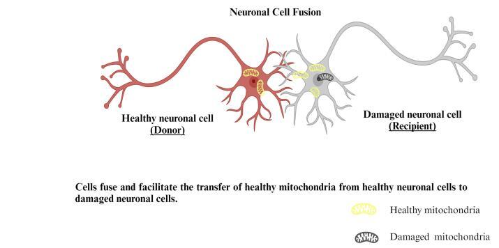 https://cdn.ncbi.nlm.nih.gov/pmc/blobs/0ae5/10997929/91659320b26a/apb-14-147-g008.jpg