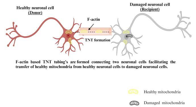 https://cdn.ncbi.nlm.nih.gov/pmc/blobs/0ae5/10997929/f6649918e12e/apb-14-147-g006.jpg