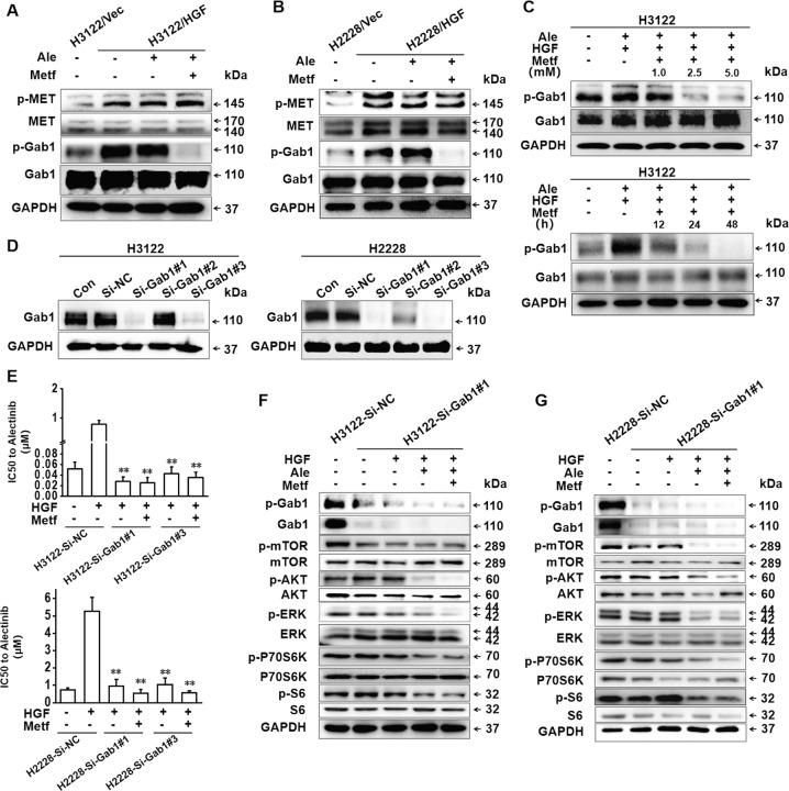 https://cdn.ncbi.nlm.nih.gov/pmc/blobs/0ae7/7010683/15381673eab9/41419_2020_2307_Fig5_HTML.jpg
