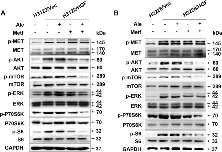 https://cdn.ncbi.nlm.nih.gov/pmc/blobs/0ae7/7010683/1a4db15d107b/41419_2020_2307_Fig3_HTML.jpg