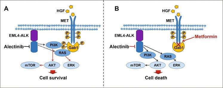 https://cdn.ncbi.nlm.nih.gov/pmc/blobs/0ae7/7010683/1dd4cd393ad2/41419_2020_2307_Fig8_HTML.jpg