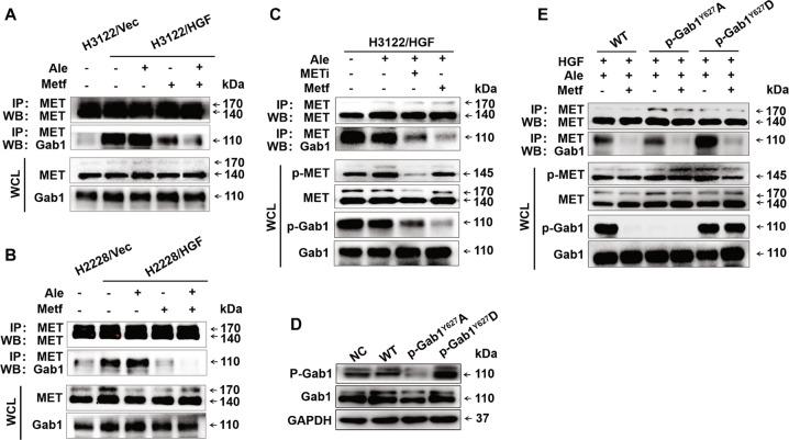 https://cdn.ncbi.nlm.nih.gov/pmc/blobs/0ae7/7010683/6bc4adcd7658/41419_2020_2307_Fig6_HTML.jpg