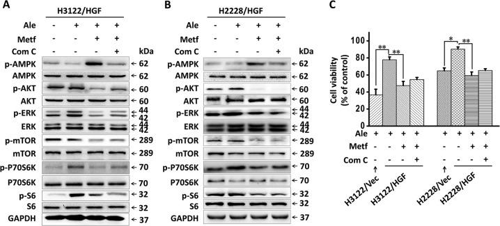 https://cdn.ncbi.nlm.nih.gov/pmc/blobs/0ae7/7010683/8e36b93f78cb/41419_2020_2307_Fig4_HTML.jpg