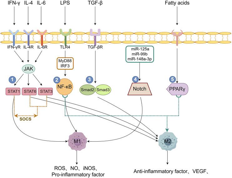 https://cdn.ncbi.nlm.nih.gov/pmc/blobs/0aea/11820663/380774de8a51/jin-2025-0017-0001-543444_F04.jpg