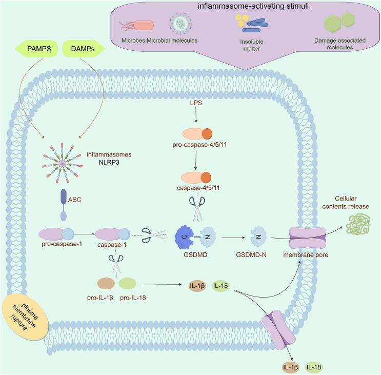 https://cdn.ncbi.nlm.nih.gov/pmc/blobs/0aea/11820663/ec0aa22f6105/jin-2025-0017-0001-543444_F05.jpg