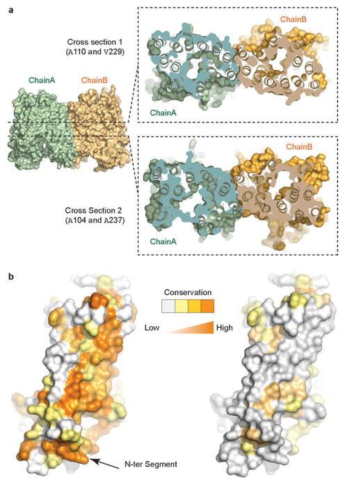 https://cdn.ncbi.nlm.nih.gov/pmc/blobs/0aeb/3968801/4a1f68b2551d/nihms559589f11.jpg