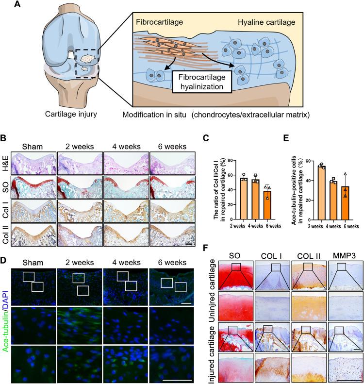 https://cdn.ncbi.nlm.nih.gov/pmc/blobs/0aeb/9674280/3b4a521ceb38/sciadv.abn8420-f1.jpg