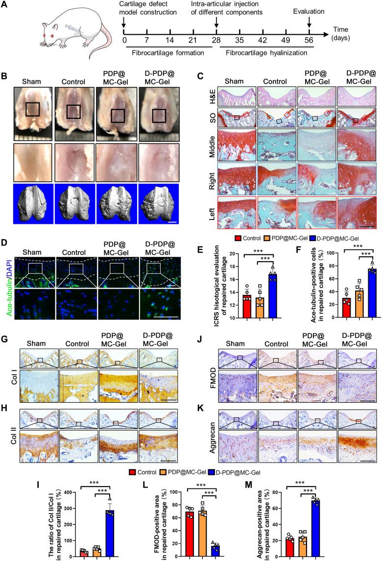 https://cdn.ncbi.nlm.nih.gov/pmc/blobs/0aeb/9674280/f2c19ac342d4/sciadv.abn8420-f5.jpg