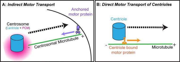 https://cdn.ncbi.nlm.nih.gov/pmc/blobs/0aef/10959756/4bee07c692f5/JCB_202311140_Fig1.jpg