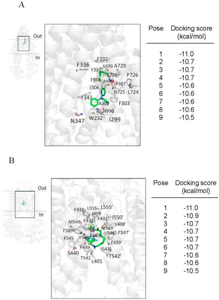 https://cdn.ncbi.nlm.nih.gov/pmc/blobs/0af1/7961520/a3e2ffae2ba0/ijms-22-02592-g005.jpg