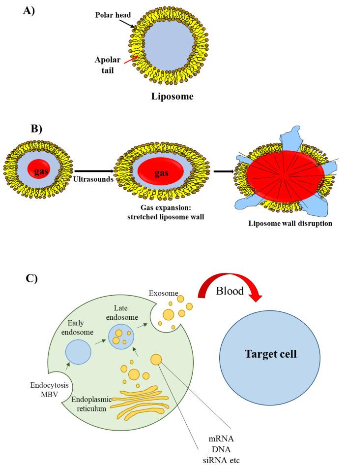 https://cdn.ncbi.nlm.nih.gov/pmc/blobs/0af2/9030829/ba57feaa091d/pharmaceutics-14-00718-g003.jpg