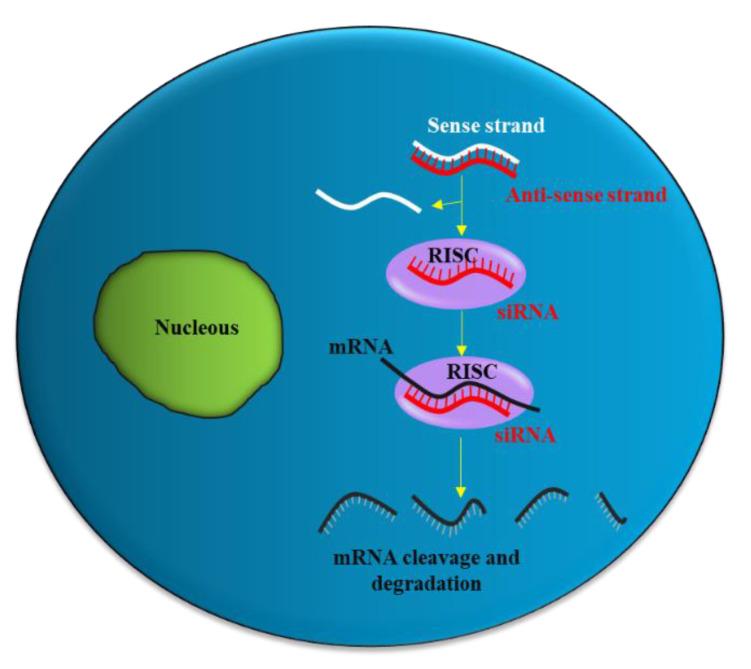 https://cdn.ncbi.nlm.nih.gov/pmc/blobs/0af2/9030829/bd524644d6c2/pharmaceutics-14-00718-g001.jpg
