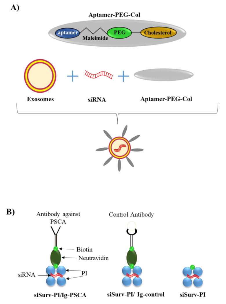 https://cdn.ncbi.nlm.nih.gov/pmc/blobs/0af2/9030829/fbb4d9b0fd9a/pharmaceutics-14-00718-g005.jpg