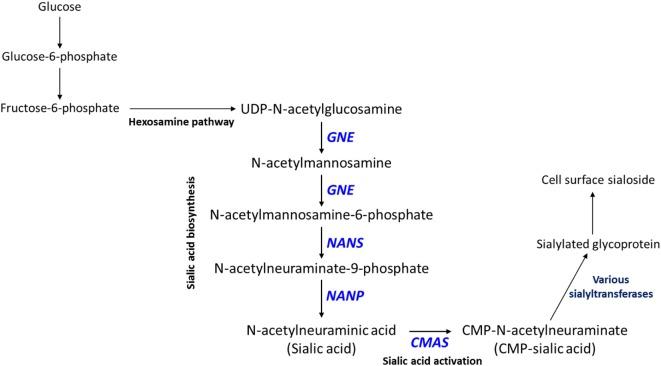 https://cdn.ncbi.nlm.nih.gov/pmc/blobs/0af6/5985449/7a7f4c76d6ff/fonc-08-00174-g002.jpg