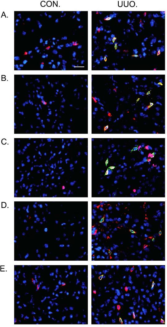 https://cdn.ncbi.nlm.nih.gov/pmc/blobs/0af8/4117803/23c118229e65/nihms568250f1.jpg