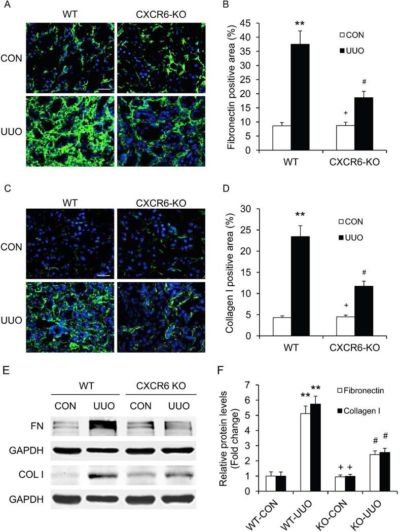 https://cdn.ncbi.nlm.nih.gov/pmc/blobs/0af8/4117803/a74c9bad866e/nihms568250f6.jpg