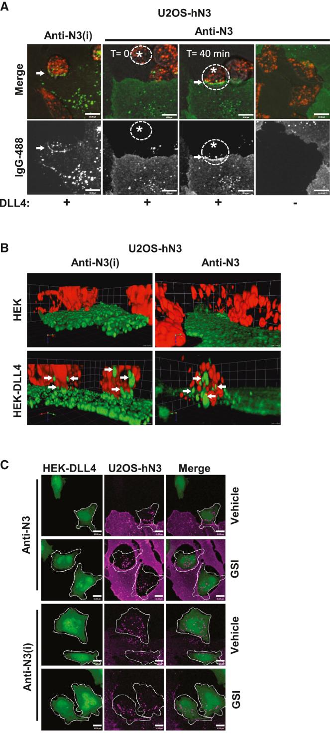 https://cdn.ncbi.nlm.nih.gov/pmc/blobs/0b03/8149476/9f4779d9234d/gr5.jpg