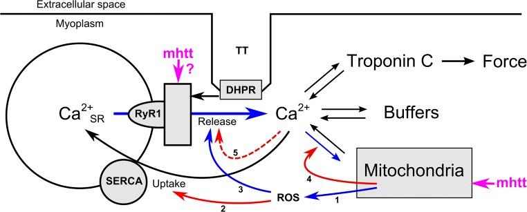 https://cdn.ncbi.nlm.nih.gov/pmc/blobs/0b06/4210430/3c6b60fba15e/JGP_201411255_Fig12.jpg