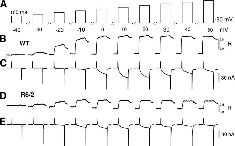 https://cdn.ncbi.nlm.nih.gov/pmc/blobs/0b06/4210430/5c02eb9d382b/JGP_201411255_Fig7.jpg