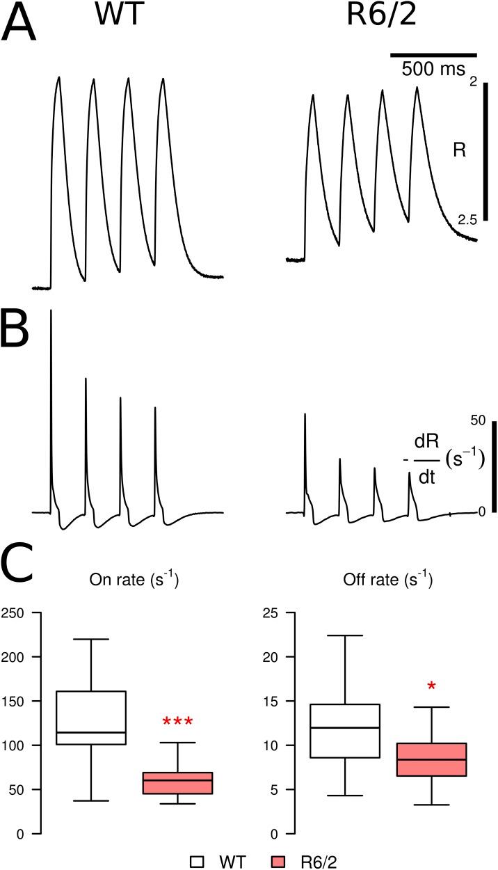 https://cdn.ncbi.nlm.nih.gov/pmc/blobs/0b06/4210430/668082042936/JGP_201411255_Fig6.jpg