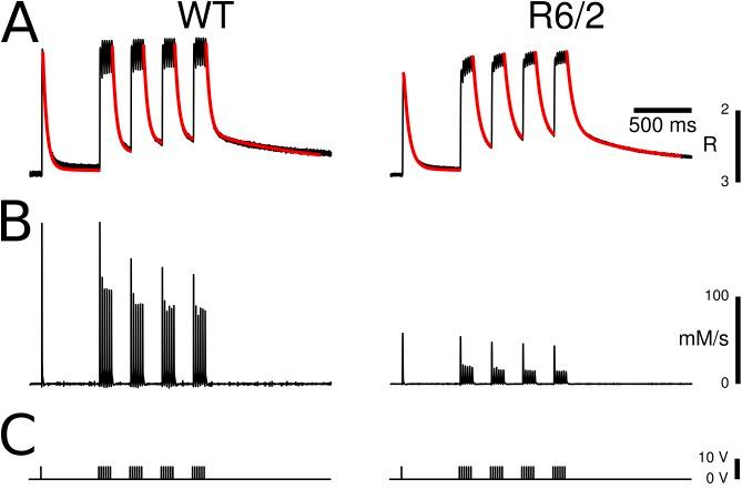 https://cdn.ncbi.nlm.nih.gov/pmc/blobs/0b06/4210430/b1b64768c314/JGP_201411255_Fig3.jpg
