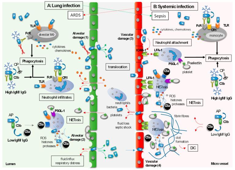 https://cdn.ncbi.nlm.nih.gov/pmc/blobs/0b0a/10669904/773849470e2a/biomedicines-11-03022-g002.jpg