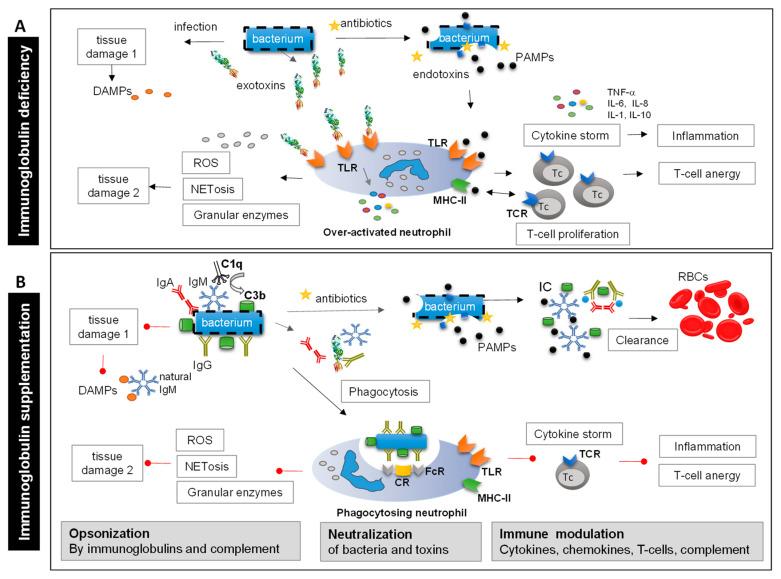 https://cdn.ncbi.nlm.nih.gov/pmc/blobs/0b0a/10669904/91707b2d57e6/biomedicines-11-03022-g001.jpg