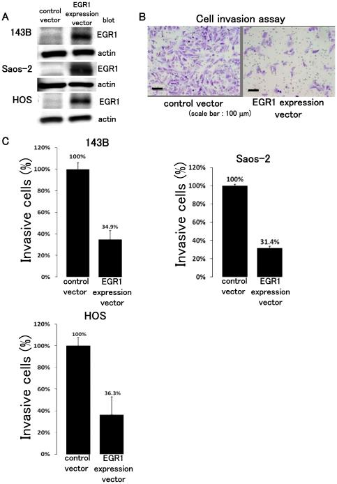 https://cdn.ncbi.nlm.nih.gov/pmc/blobs/0b0c/3024416/2d880790150e/pone.0016234.g004.jpg