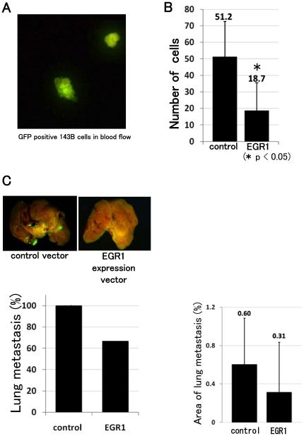 https://cdn.ncbi.nlm.nih.gov/pmc/blobs/0b0c/3024416/f874f9644b95/pone.0016234.g007.jpg