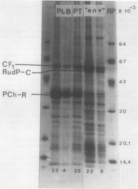 https://cdn.ncbi.nlm.nih.gov/pmc/blobs/0b0d/1064430/b8a08659526b/plntphys00582-0198-b.jpg
