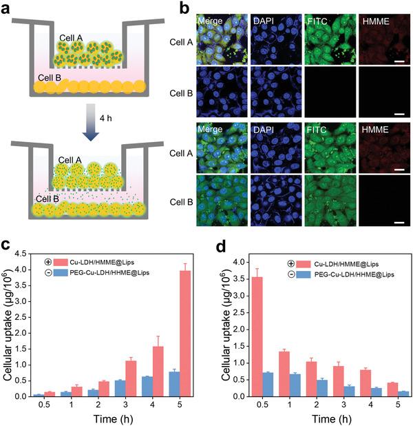 https://cdn.ncbi.nlm.nih.gov/pmc/blobs/0b0d/8097343/e99b4bdbc1dd/ADVS-8-2002816-g001.jpg
