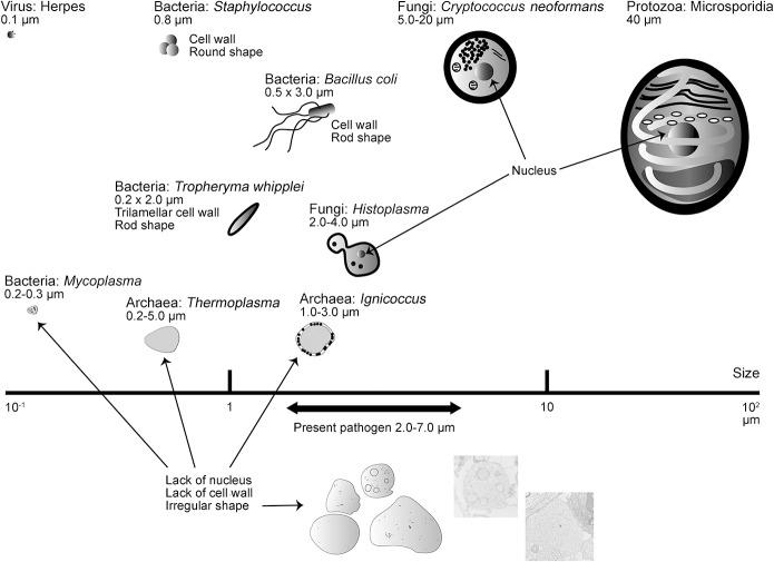 https://cdn.ncbi.nlm.nih.gov/pmc/blobs/0b12/4537311/e0ee2f021c47/NEURIMMINFL2014003863FF4.jpg