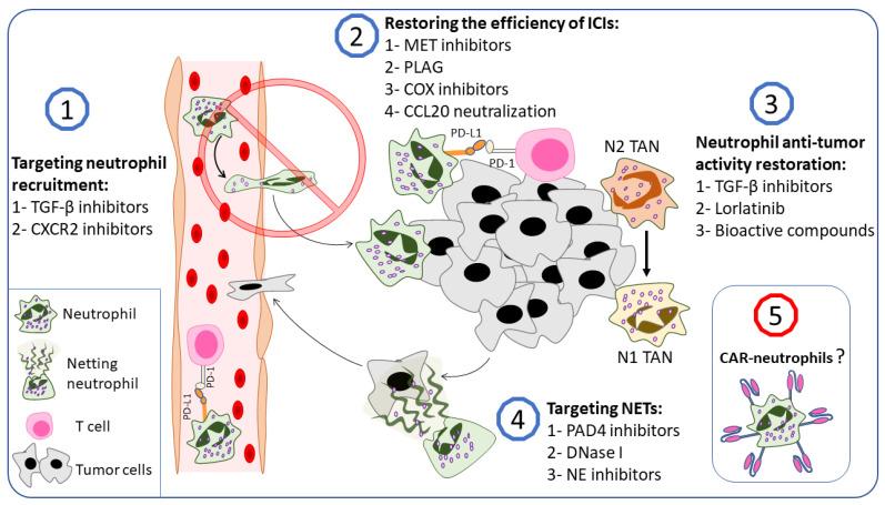 https://cdn.ncbi.nlm.nih.gov/pmc/blobs/0b12/9779721/0532976c8aef/ijms-23-15827-g004.jpg