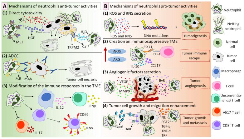 https://cdn.ncbi.nlm.nih.gov/pmc/blobs/0b12/9779721/0ac94196e98f/ijms-23-15827-g002.jpg