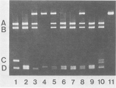 https://cdn.ncbi.nlm.nih.gov/pmc/blobs/0b17/256931/572b44a92710/jvirol00159-0234-a.jpg