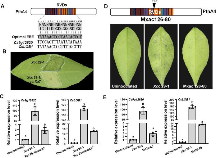 https://cdn.ncbi.nlm.nih.gov/pmc/blobs/0b19/11321762/3fe5797e1152/elife-91684-fig1.jpg