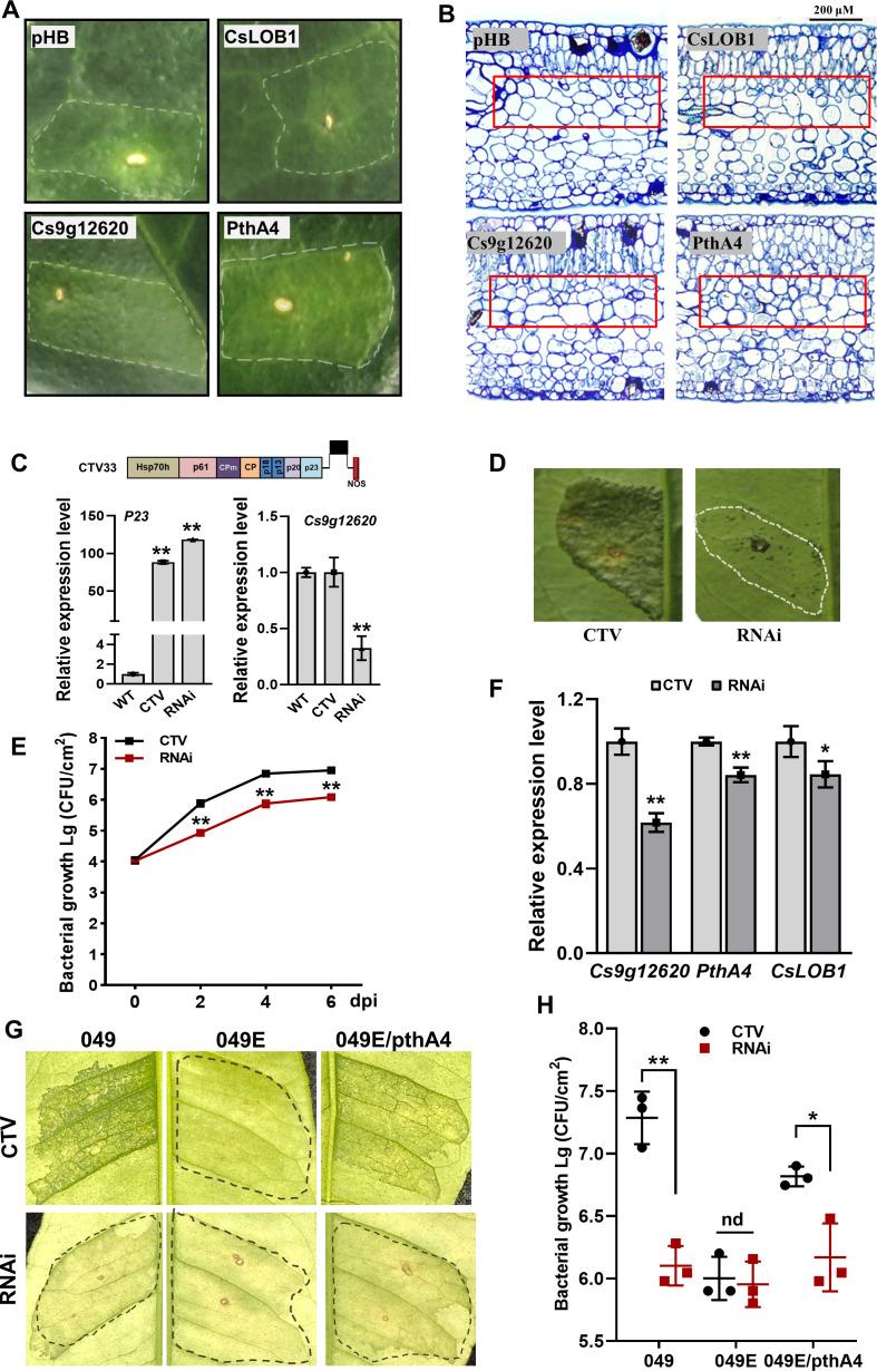 https://cdn.ncbi.nlm.nih.gov/pmc/blobs/0b19/11321762/55d568caaf0f/elife-91684-fig7.jpg