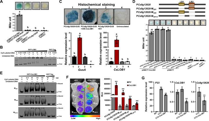 https://cdn.ncbi.nlm.nih.gov/pmc/blobs/0b19/11321762/67e3ab805cf8/elife-91684-fig4.jpg