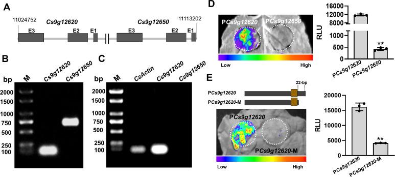 https://cdn.ncbi.nlm.nih.gov/pmc/blobs/0b19/11321762/fd643f483628/elife-91684-fig2.jpg