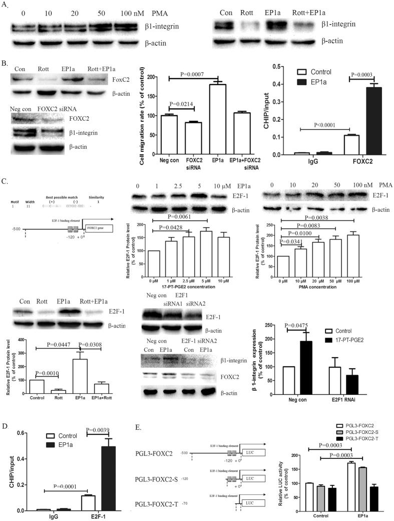 https://cdn.ncbi.nlm.nih.gov/pmc/blobs/0b1a/5031967/474976f423de/srep33823-f5.jpg