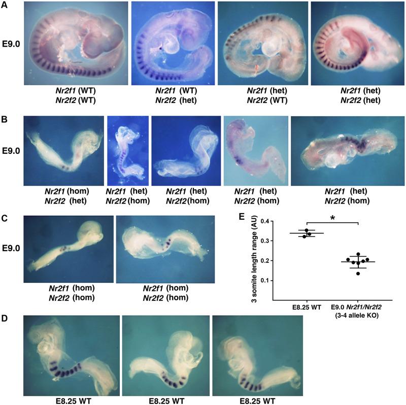 https://cdn.ncbi.nlm.nih.gov/pmc/blobs/0b1c/7259794/0035a0e71013/pbio.3000719.g005.jpg