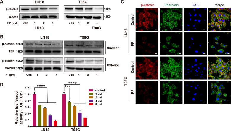 https://cdn.ncbi.nlm.nih.gov/pmc/blobs/0b1c/8511032/810b53c4dc43/41420_2021_654_Fig4_HTML.jpg