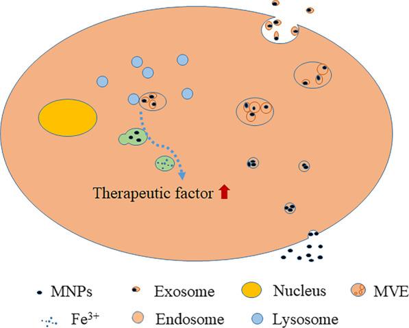 https://cdn.ncbi.nlm.nih.gov/pmc/blobs/0b1f/8973556/d47673c94a84/13287_2022_2808_Fig2_HTML.jpg