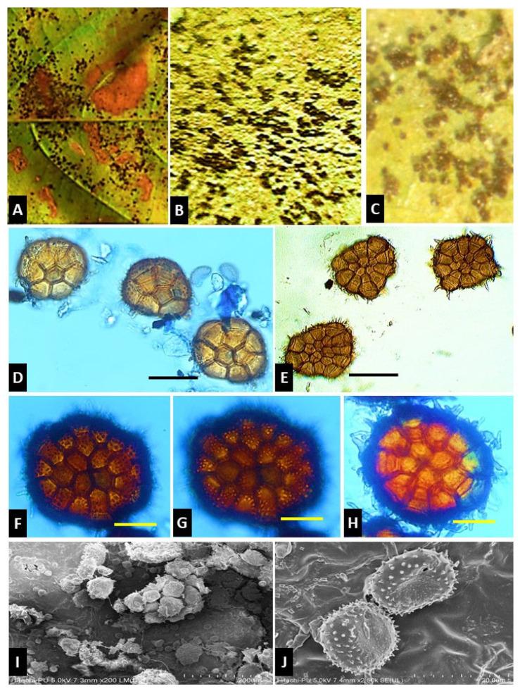 https://cdn.ncbi.nlm.nih.gov/pmc/blobs/0b20/11434878/dafda153642e/pathogens-13-00775-g001.jpg