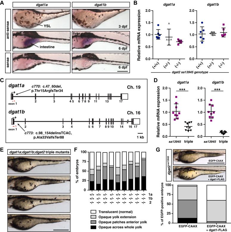 https://cdn.ncbi.nlm.nih.gov/pmc/blobs/0b23/11663968/60e49e44b2c9/gr5.jpg