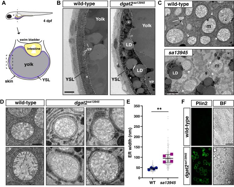https://cdn.ncbi.nlm.nih.gov/pmc/blobs/0b23/11663968/a91f116a0d58/gr2.jpg