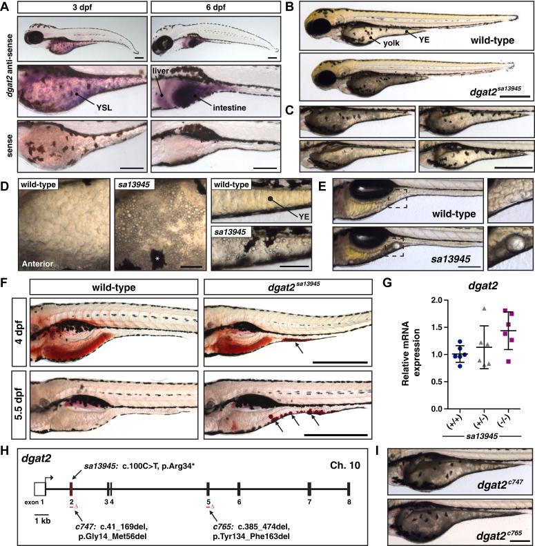 https://cdn.ncbi.nlm.nih.gov/pmc/blobs/0b23/11663968/ea8511774b45/gr1.jpg